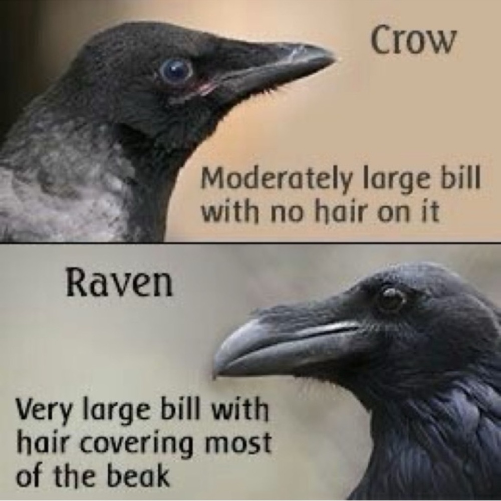 $2 RAVEN PIN/BROOCH. ENAMEL/METAL. NEW. $2 WITH ANY $10 ORDER OR MORE - Picture 5 of 16